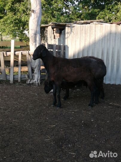 Баран на племя,привезён с Казахстана) Гисар