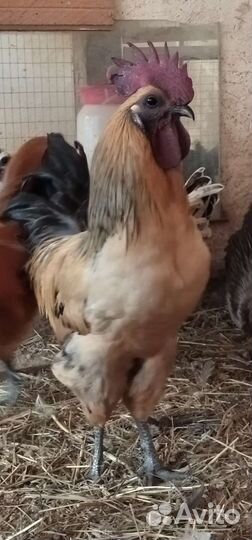 Лакендази и ухейилюй