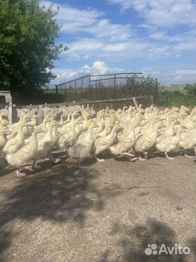 Домашняя пьица