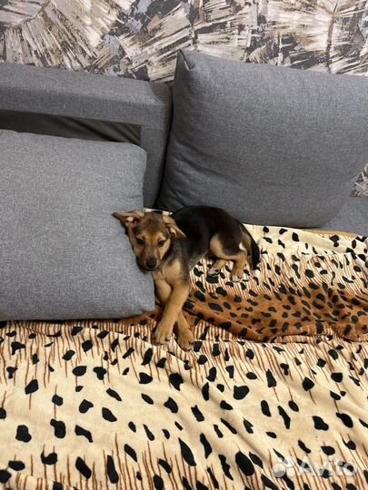 Щенок маленькой породы в добрые руки