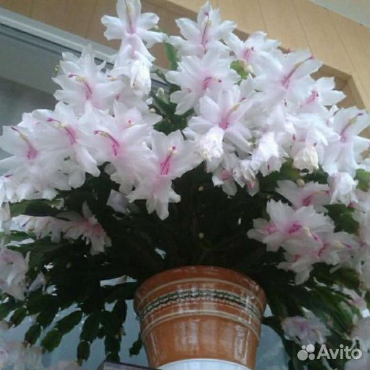 Декабрист шлюмбергера