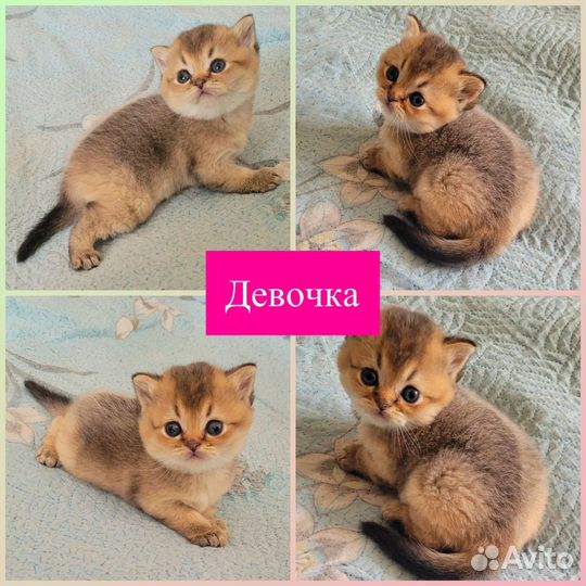 Шотландские котята