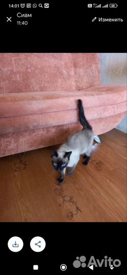 Кошечки на пристрой