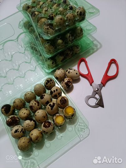 Яйца перепелиные домашние