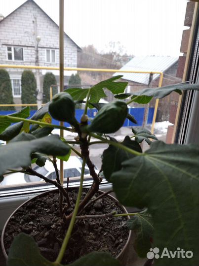 Саженцы инжира