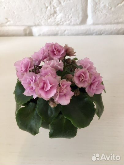 Фиалки: детки