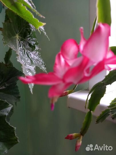 Декабрист белый