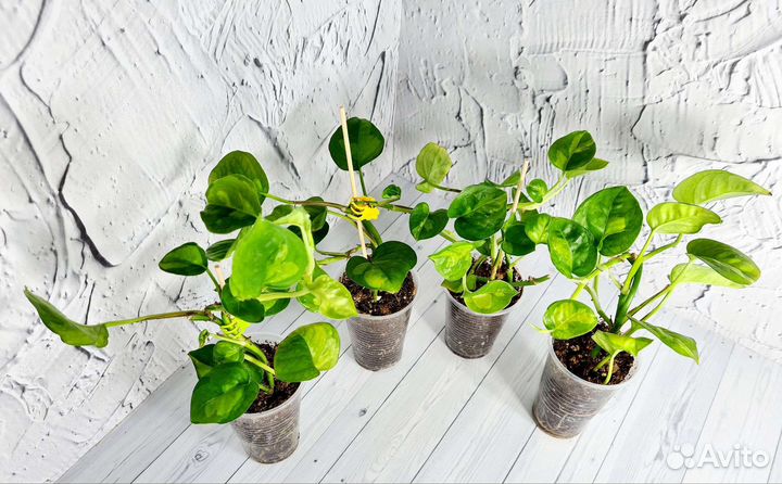 Эпипремнум Global Green