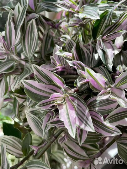 Ампельная традесканция большая