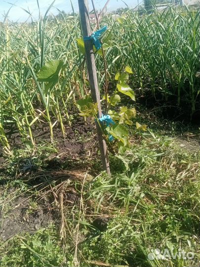 Саженцы винограда