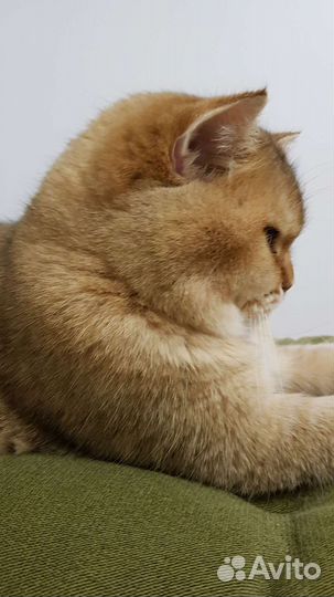 Кот британец клубный вязка