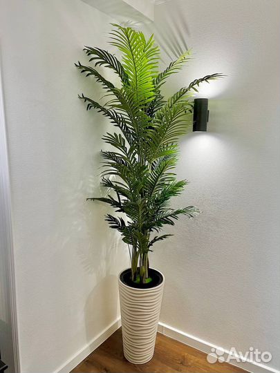 Озеленение помещений от 50 м2 / офисы / деревья