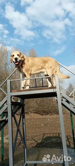 Испанский мастиф. Вязка