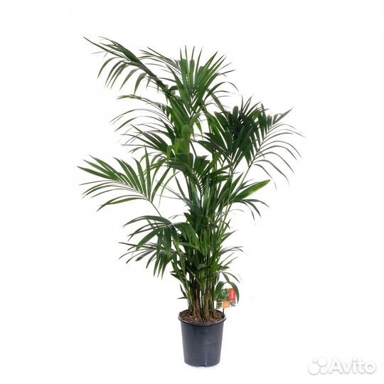 Растения для гостиной