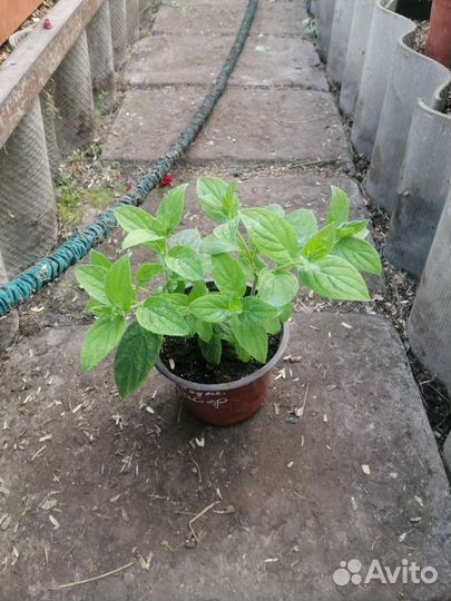 Гортензии метельчатые