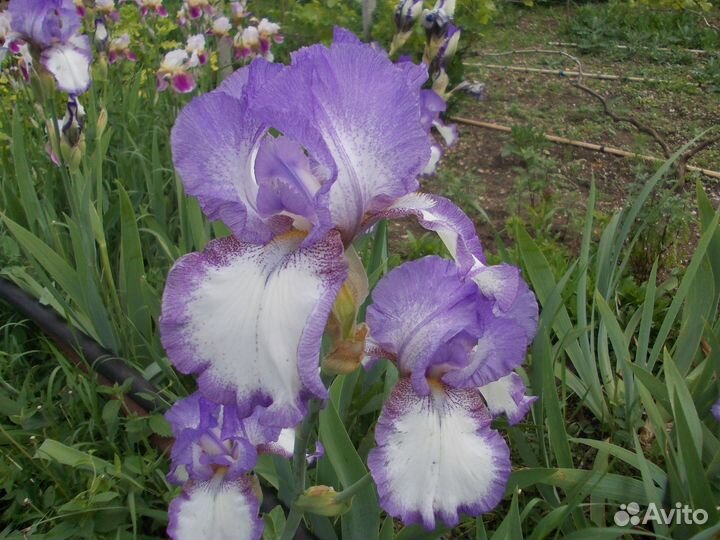 Бородатые ирисы