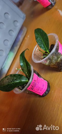 Редкие хойи.Хойя Ребекка