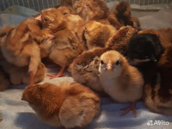Цыплята несушки