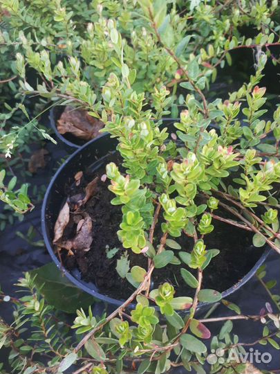 Саженцы плодово-ягодных культур