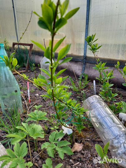 Спирея, Жасмин, Форзиция, Лещина, Черемуха