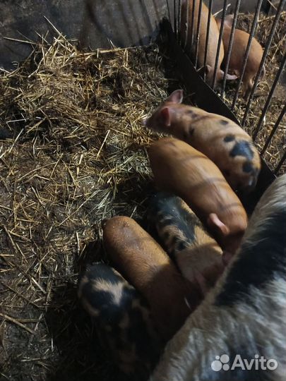 Продаю поросят два месяца три тысячи