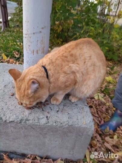 Кошка в дар бесплатно