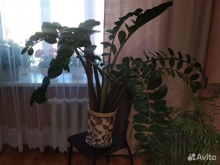 Замиокулькас