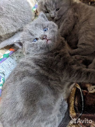 Британские котята