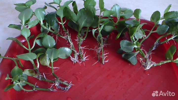 Рассада цветов Ванька мокрый, Каланхоэ, Алоэ