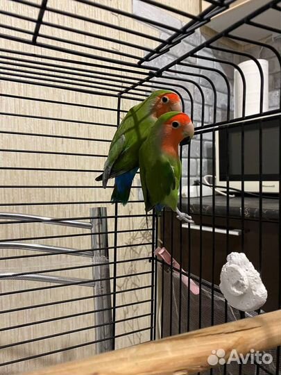 Пара неразлучников(мальчик и девочка) с большой кл