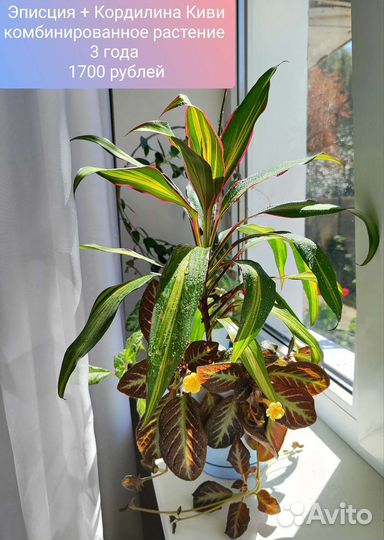 Комнатные растения