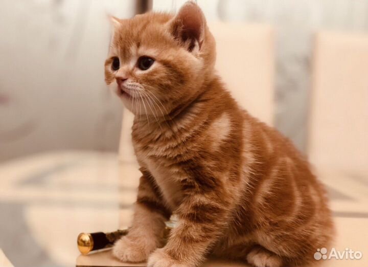 Красный мрамор скоттиш страйт