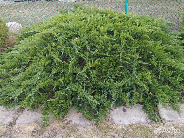 Саженцы хвойных растений