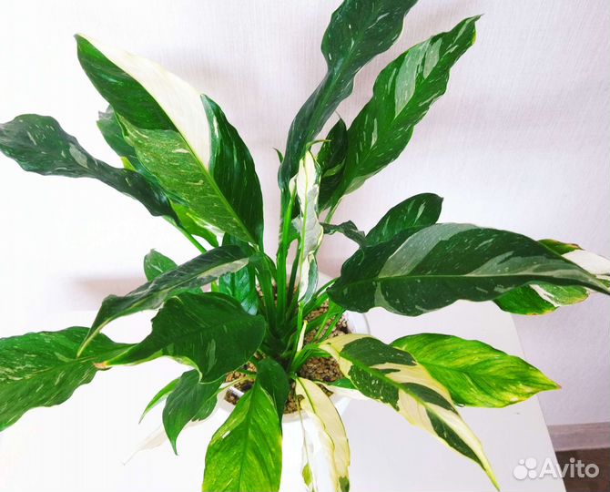 Алоказия Аглаонема Пилея Спатифиллум Диффенбахия