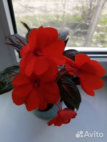 Бальзамины сортовые