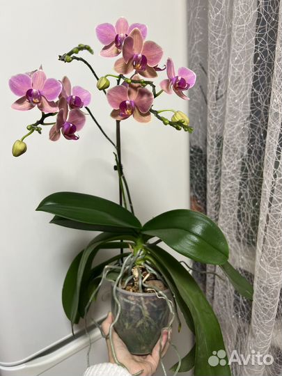 Орхидея фаленопсис мультифлора