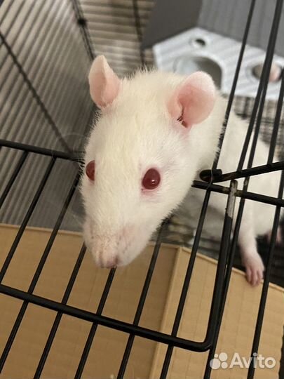 Крыса дамбо с клеткой
