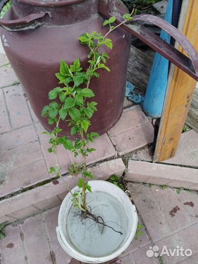 Рассада и саженцы