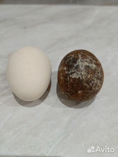 Каменное яйцо