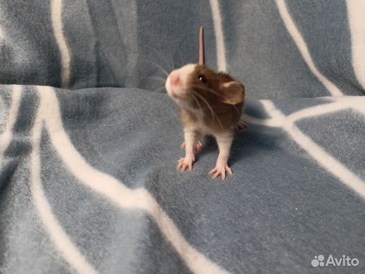 Крысята дамбо