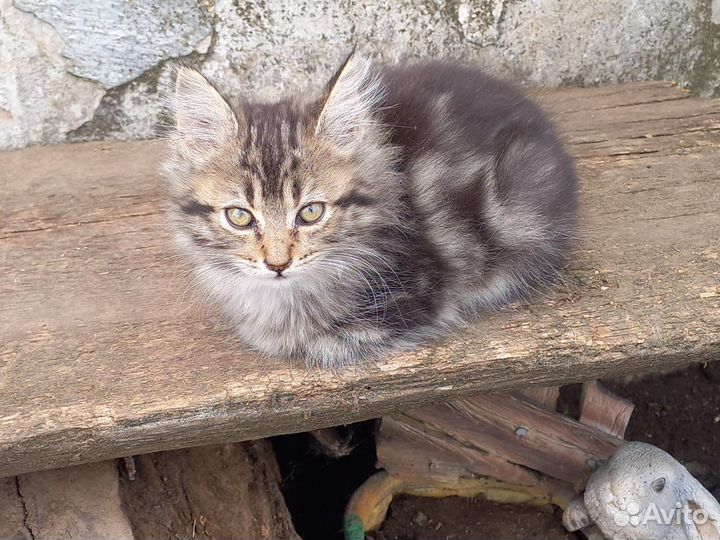 Мейн-кун котята