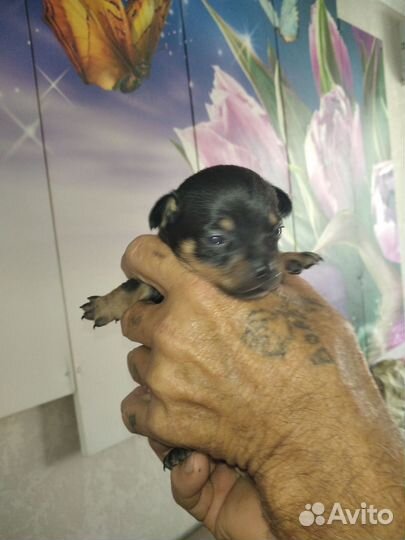 Мини той-терьер щенки