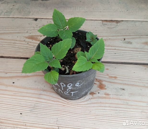 Монарда Скарлет многолетняя