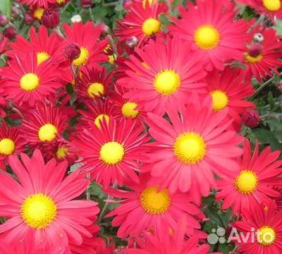 Хризантемы мультифлоры и корейские