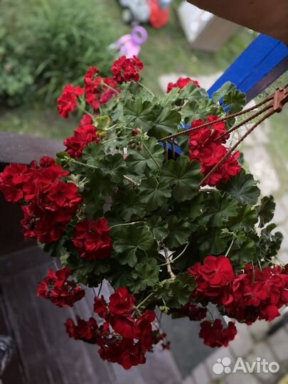 Фиалка,герань ампельная и др