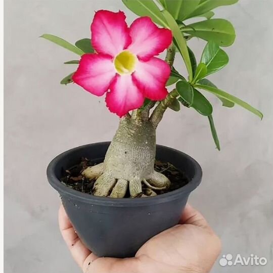 Адениум. Пустынная роза