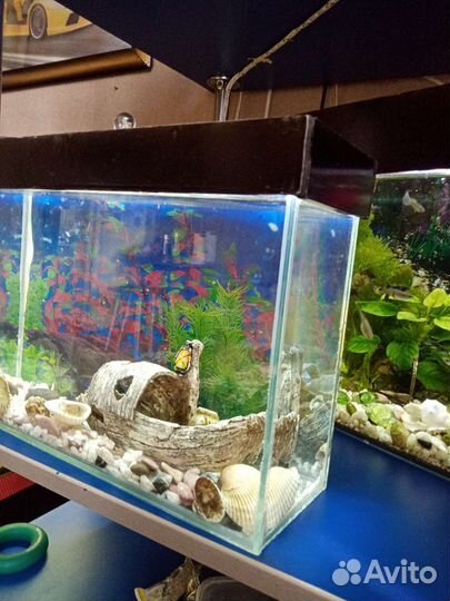 Аквареум