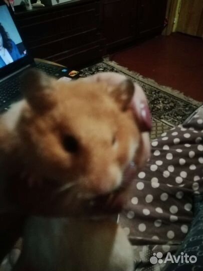 Сирийский хомяк