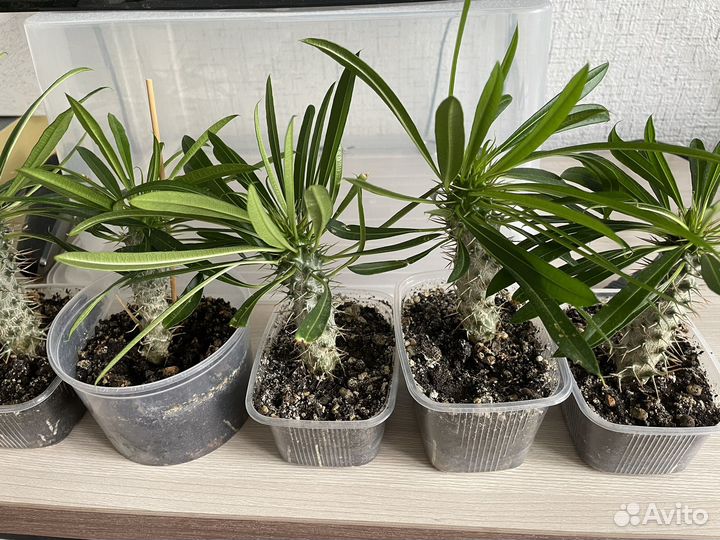 Похиподиум