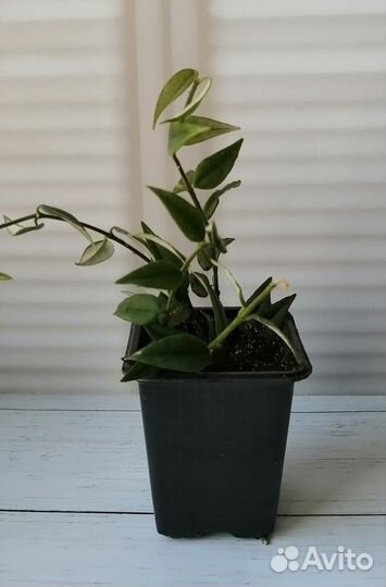 Комнатные растения